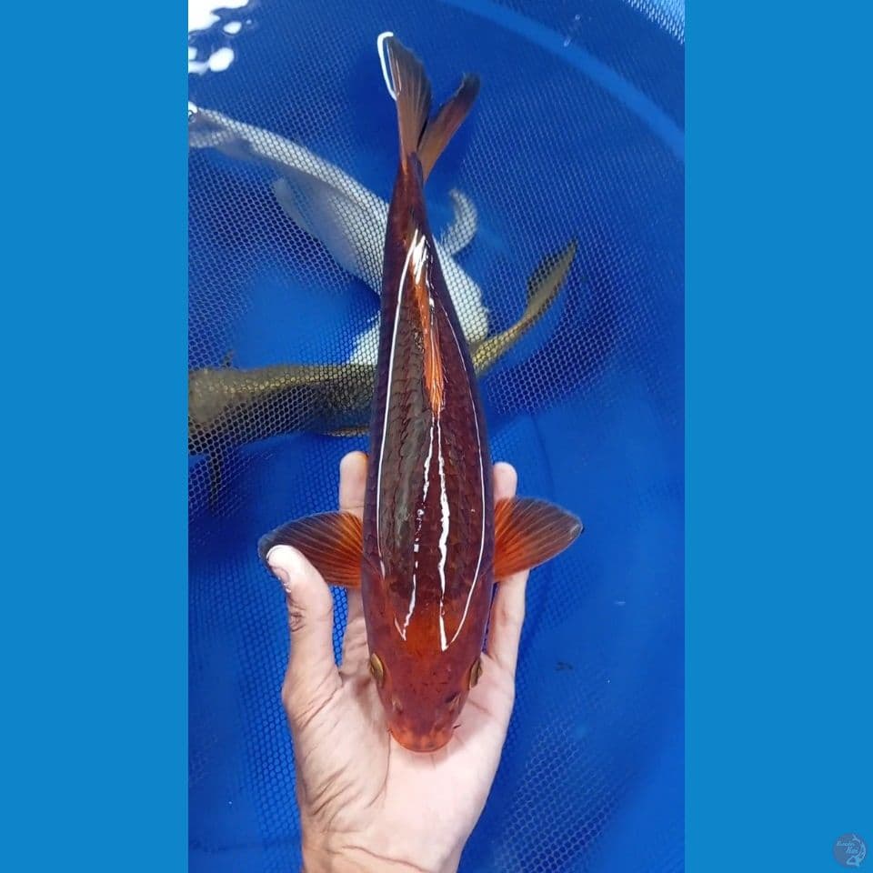 merah bata 38cm