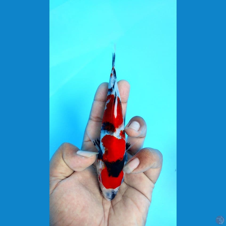 showa 18cm