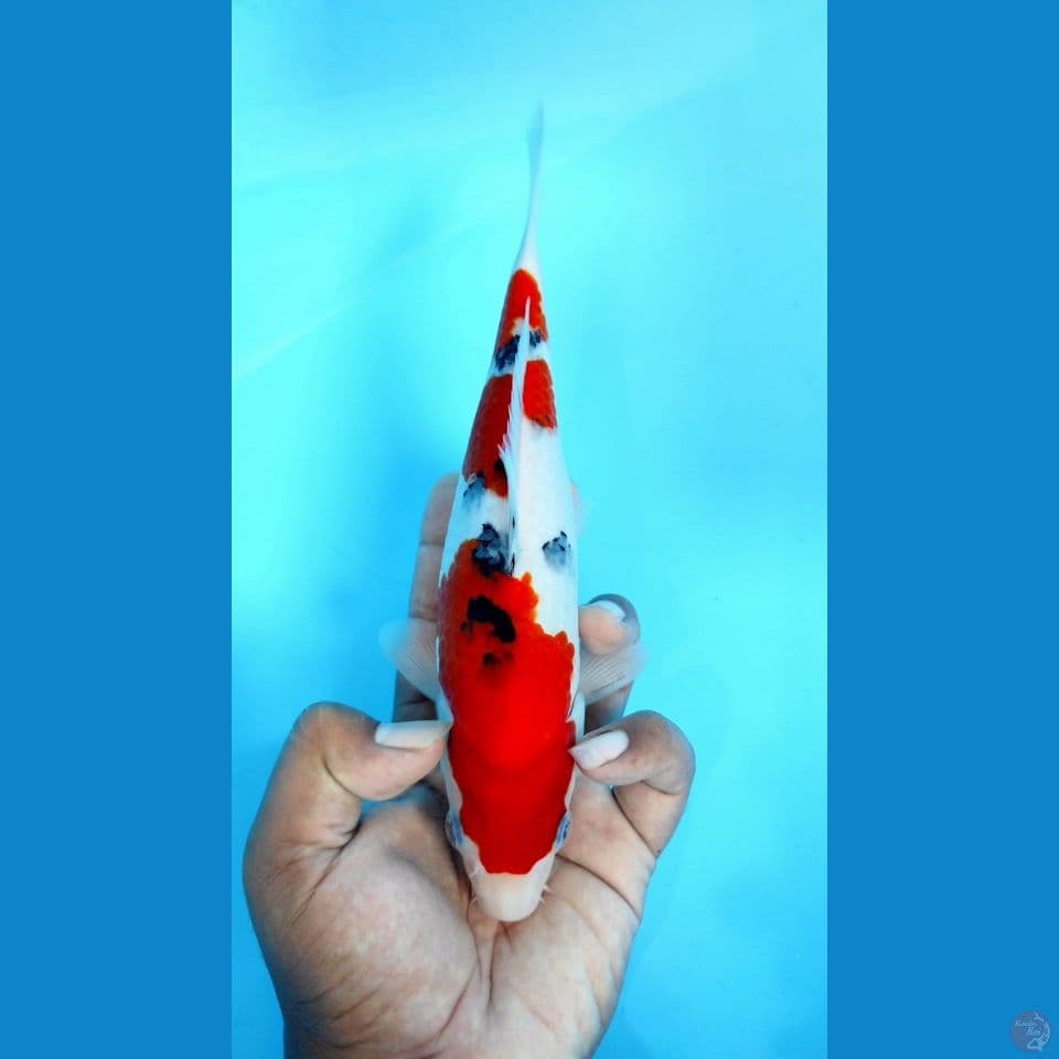 taisho 25cm