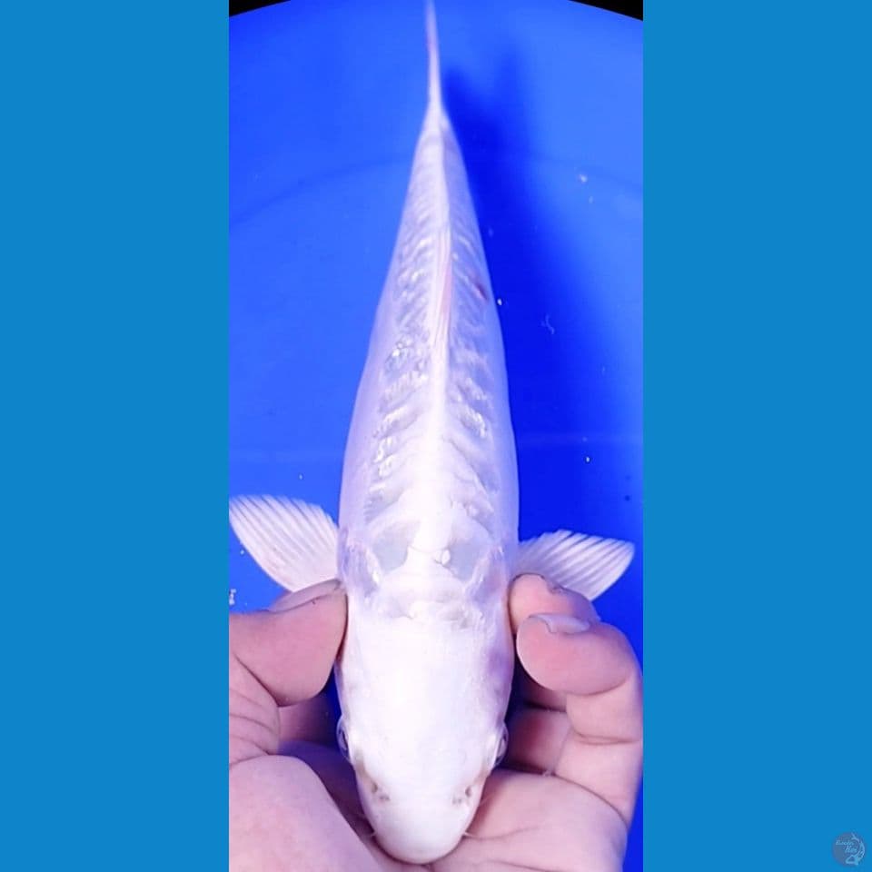 PLATINUM DOITSU 26CM MALE