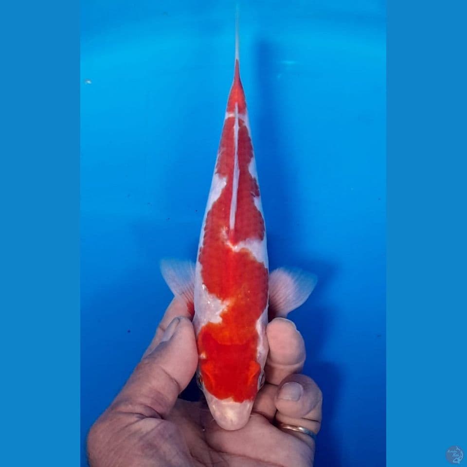 inazuma 20cm