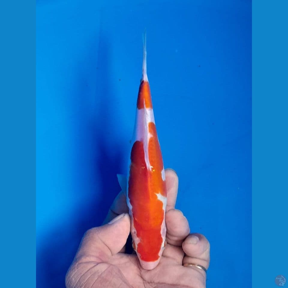 kohaku doit 17cm