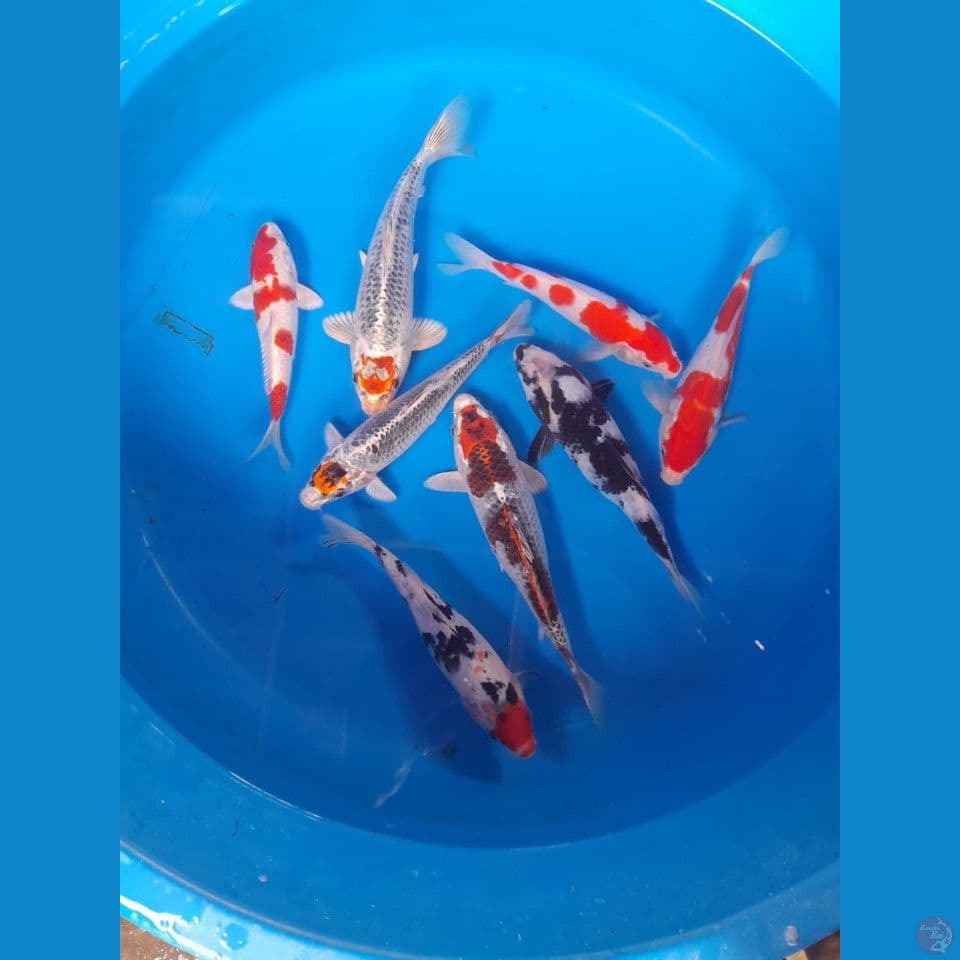 mix 17-22cm