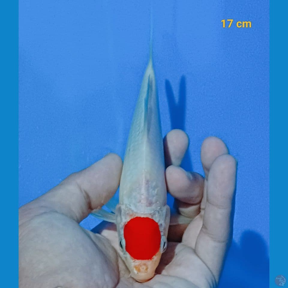 Tancho kohaku 17cm