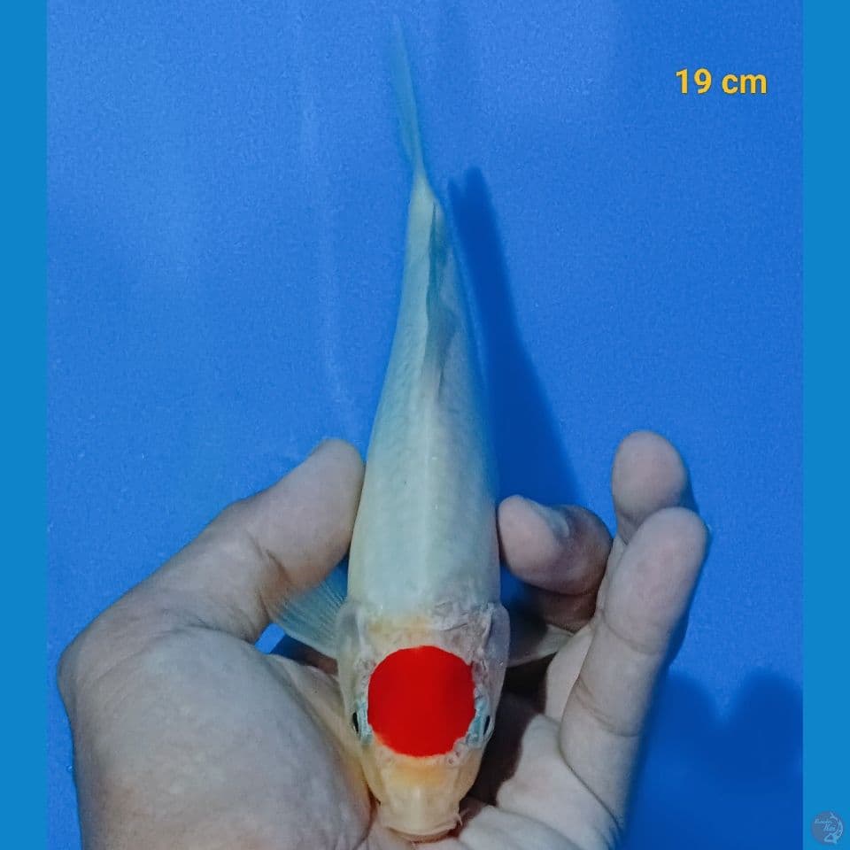 Tancho kohaku 19cm