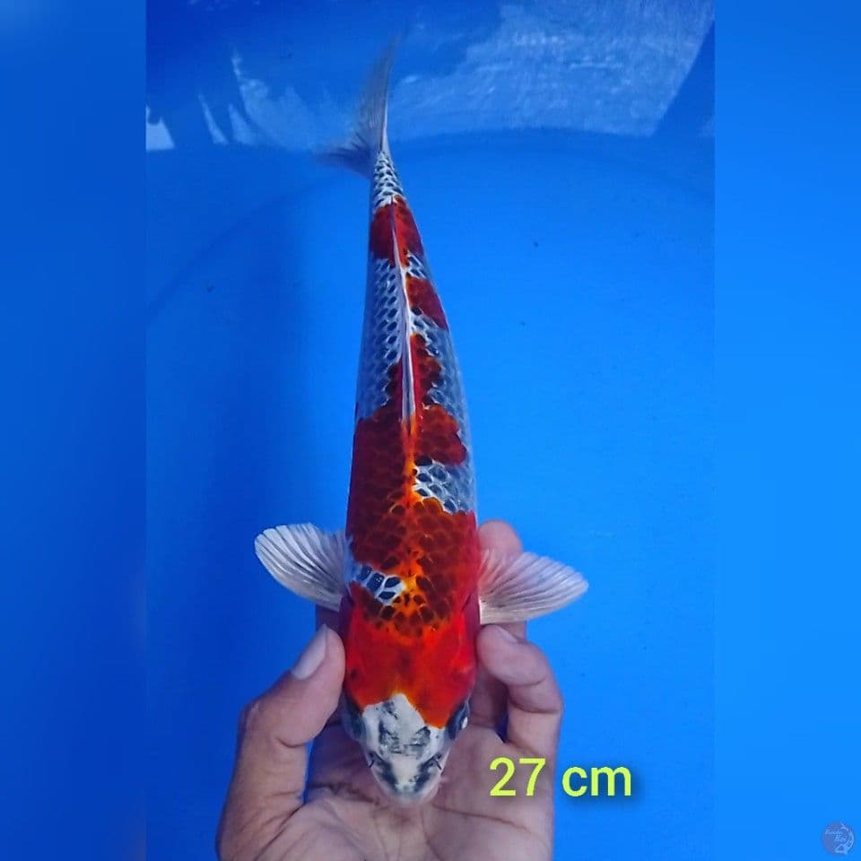 gingga size : 27 cm.m