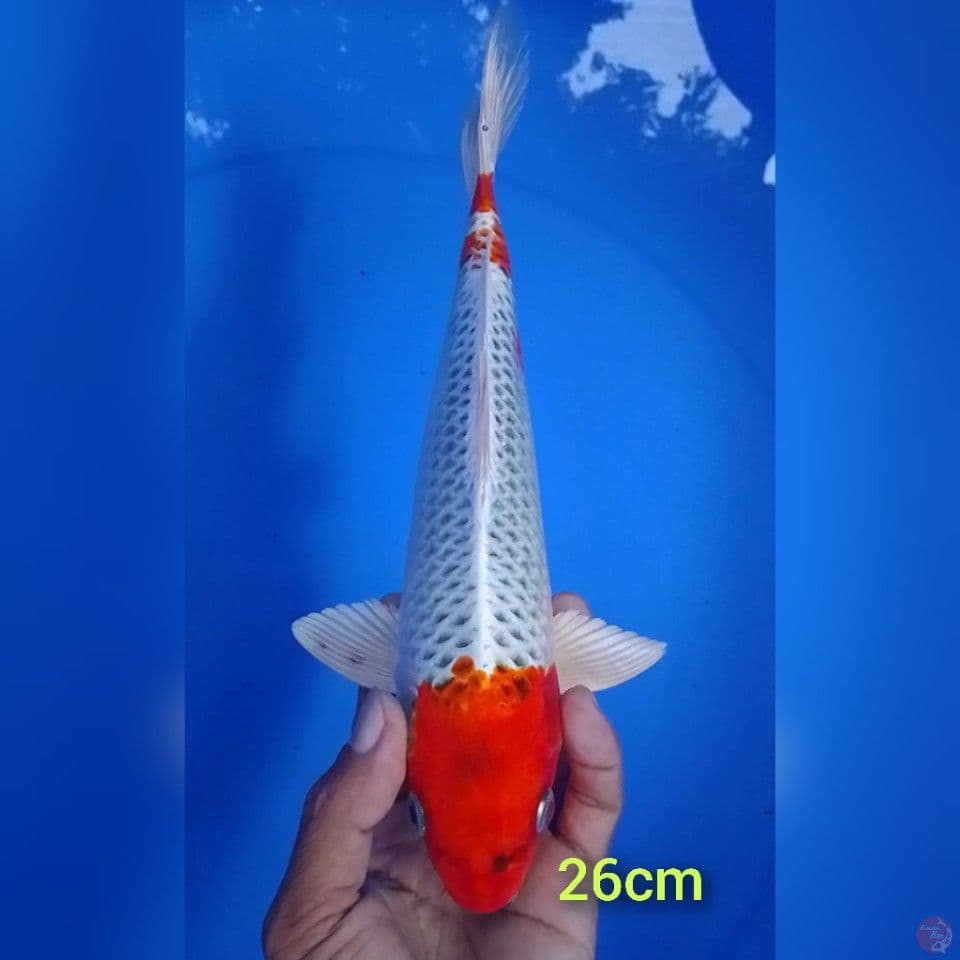 kujaku size : 26 cm m