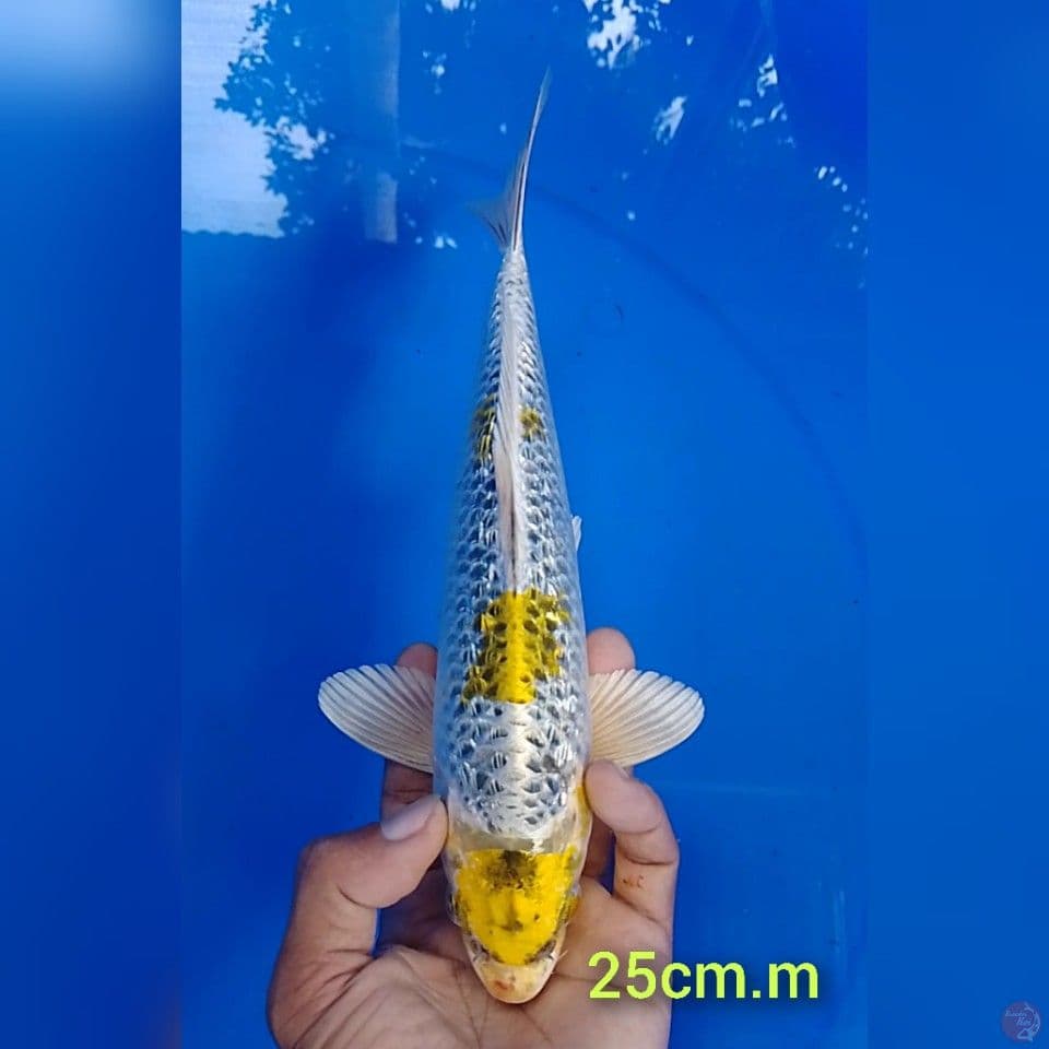hariwake gindrin size : 25 cm.m