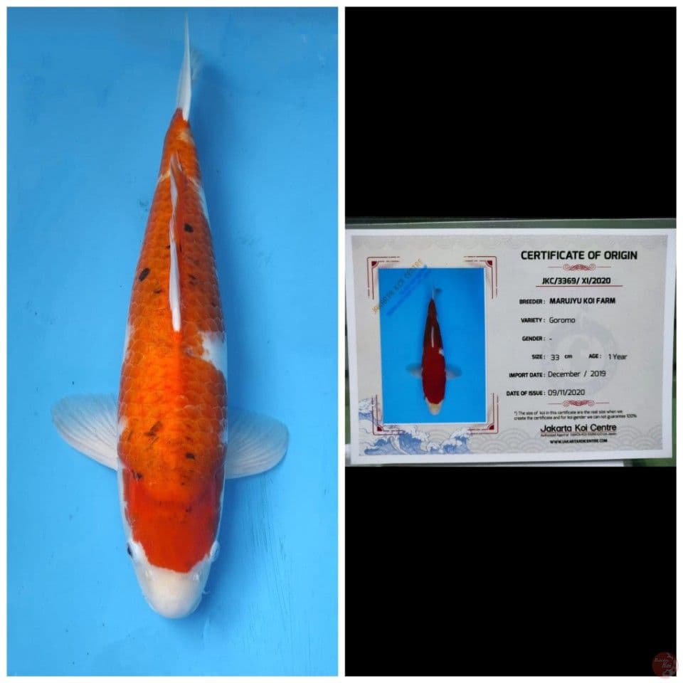 Marujyu Goromo