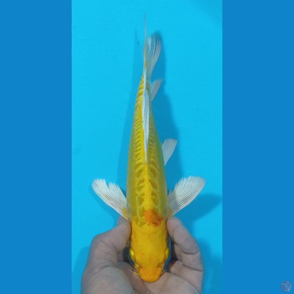 YELOW 30