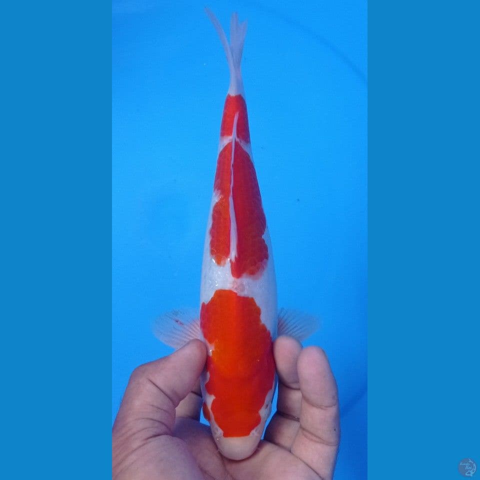 kohaku 27