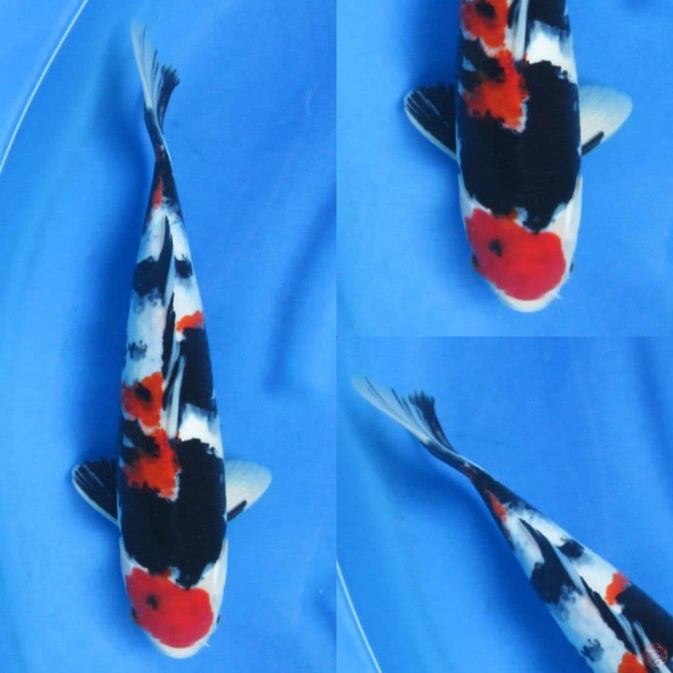 38cm, Red Showa F1