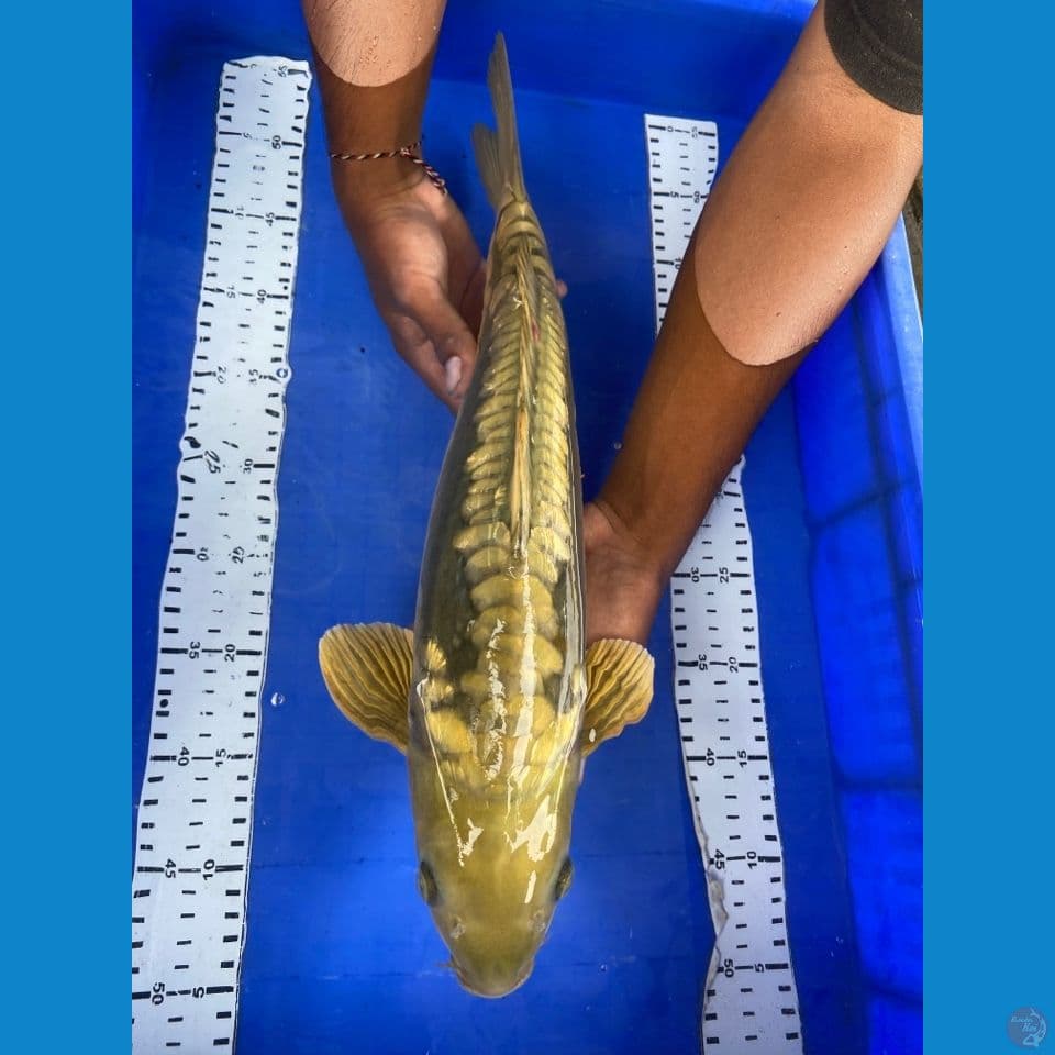 midori aragoke punuk jantan