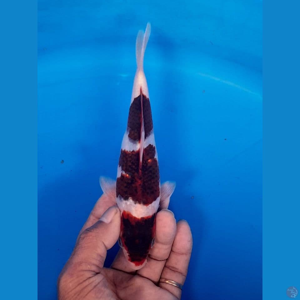 goromo. 20cm
