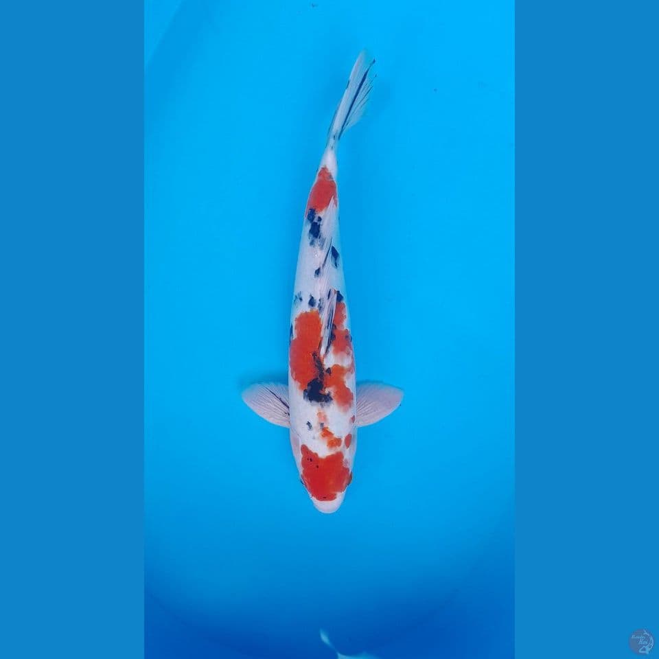 KOHAKU SANKE HQ 37 CM MALE