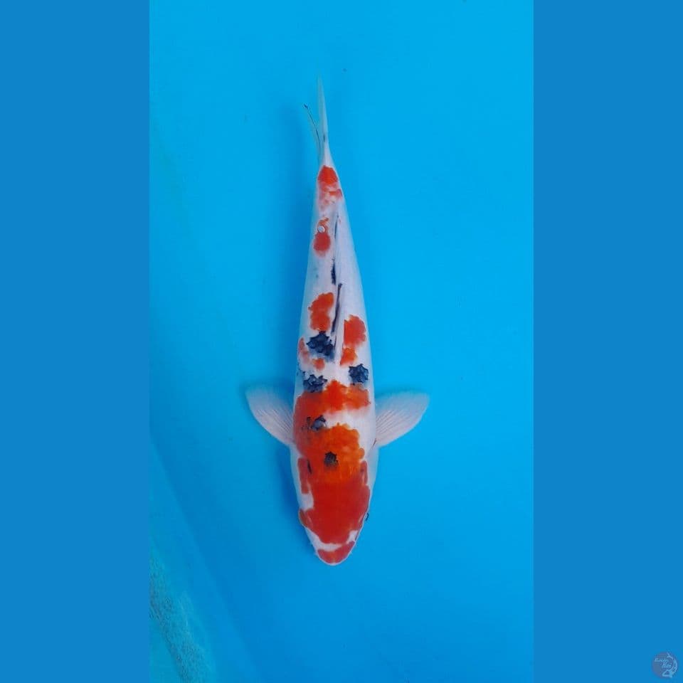 KOHAKU SANKE HQ 35 CM MALE