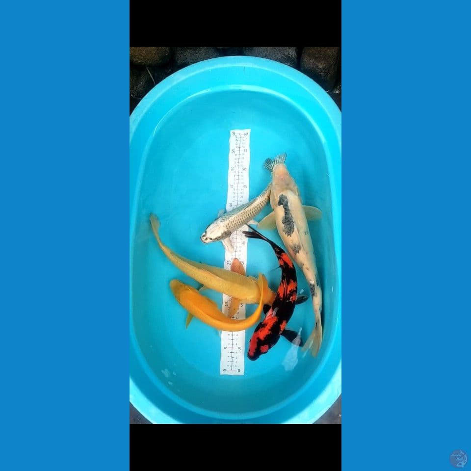 33-46cm 5ekor showa Shiro karashi mata merah