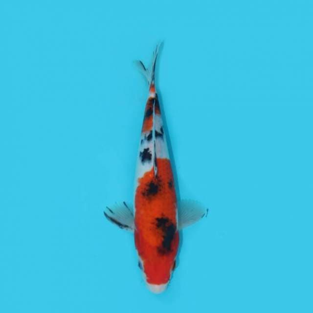 SHOWA 22 CM