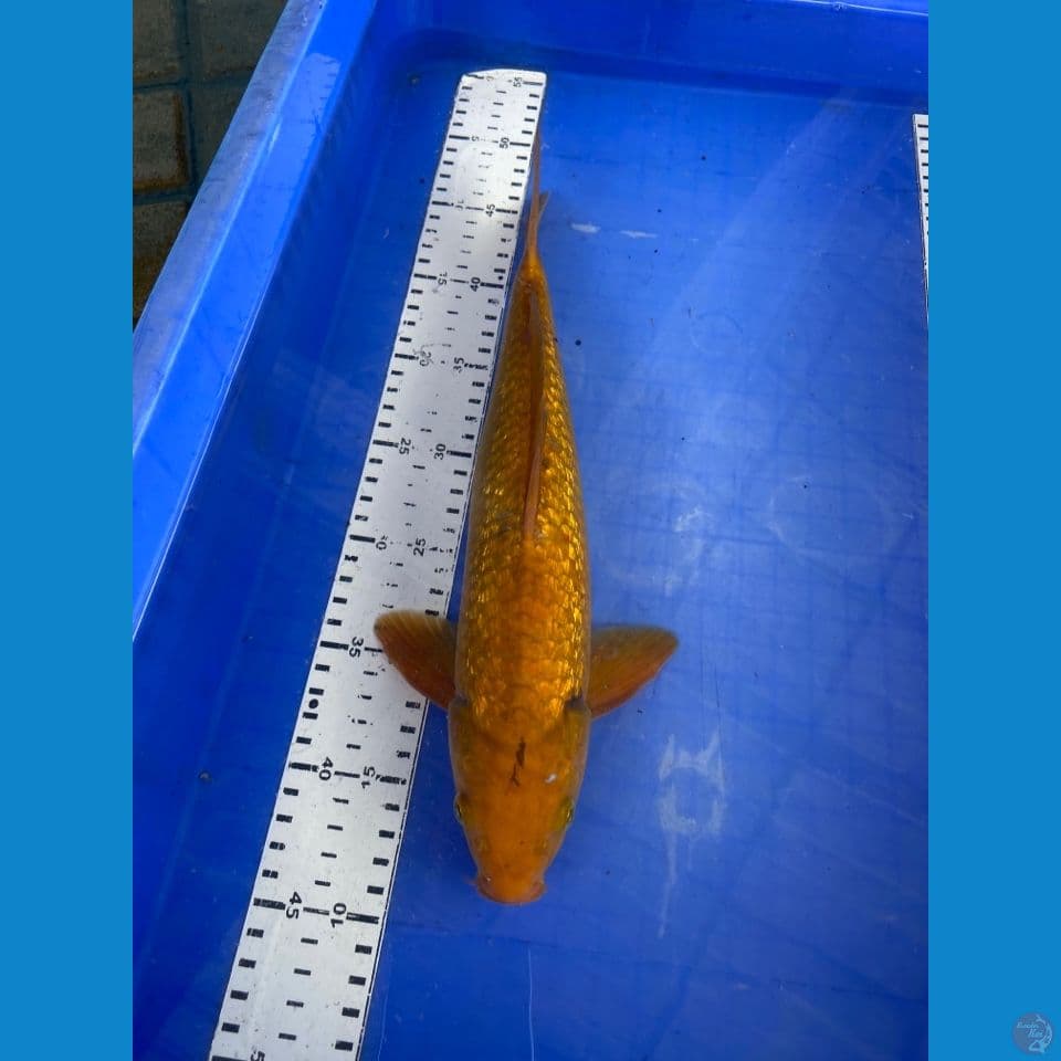chagoi jantan35 -f