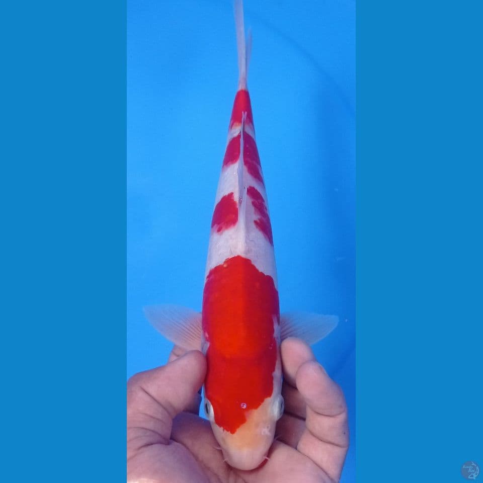 kohaku 30