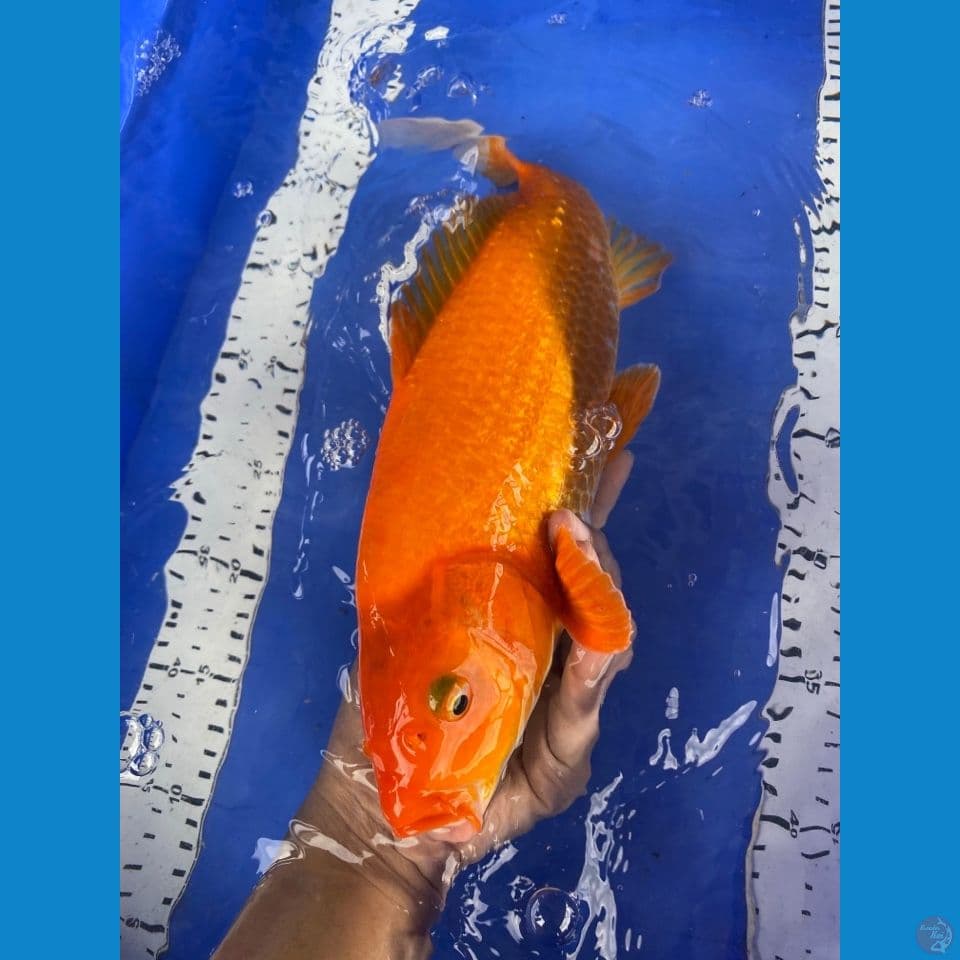red karashi 35-f