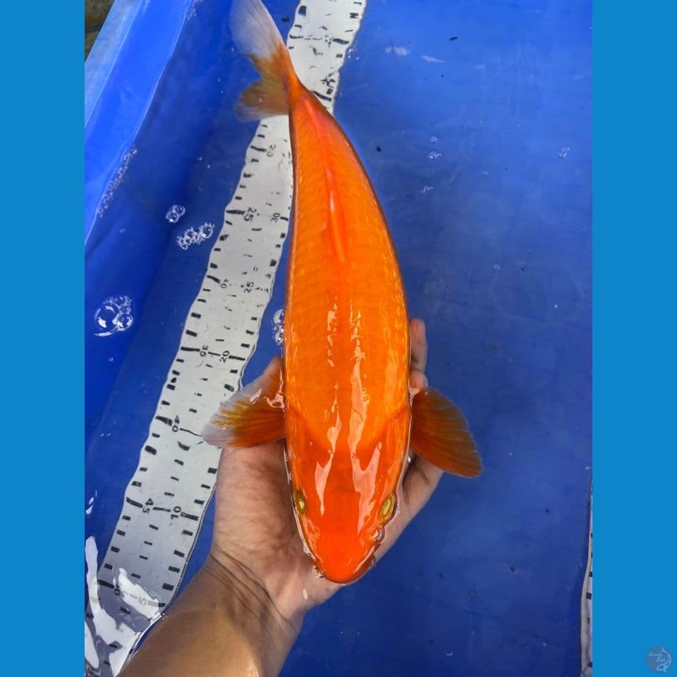 red karashi 35-f