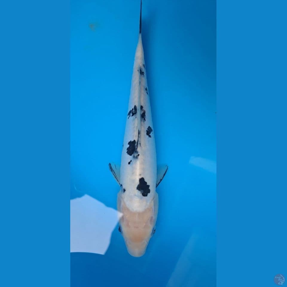 Bekko Doitsu 25 BU