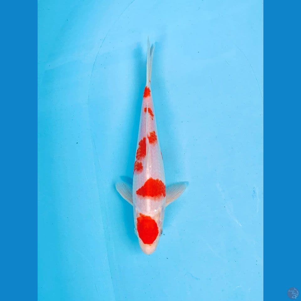 Maruten Kohaku 25cm