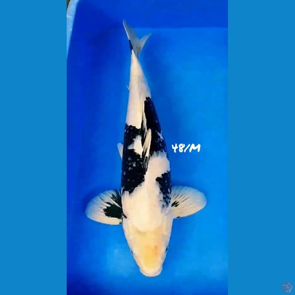 JUMBO !! 48/Male SHIRO