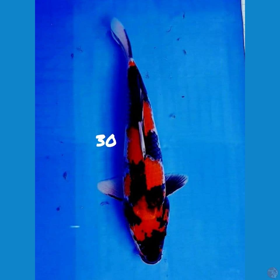30 cm HI SHOWA ORIGINAL