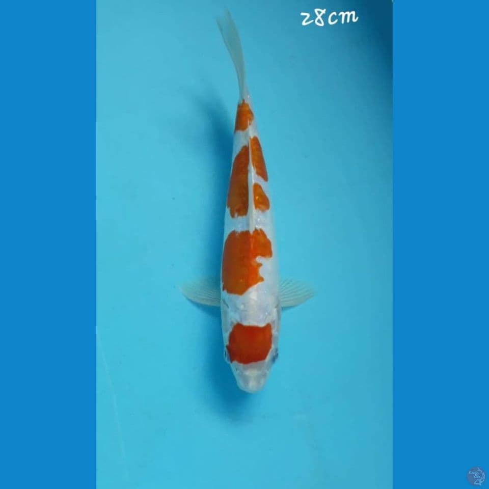 Kohaku doitz 28cm