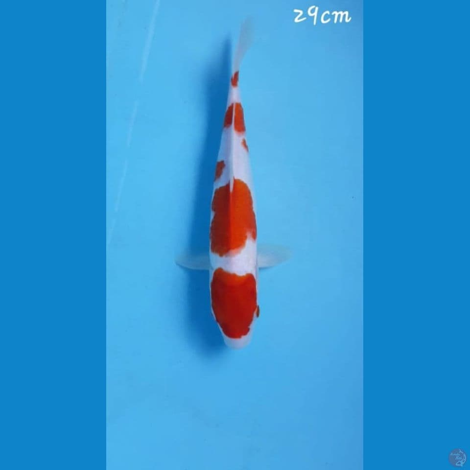 Kohaku 29cm