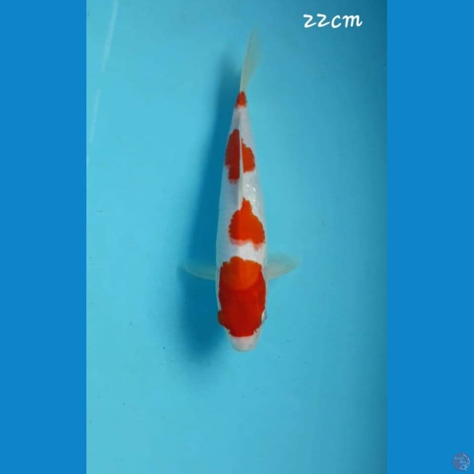 Kohaku 22cm