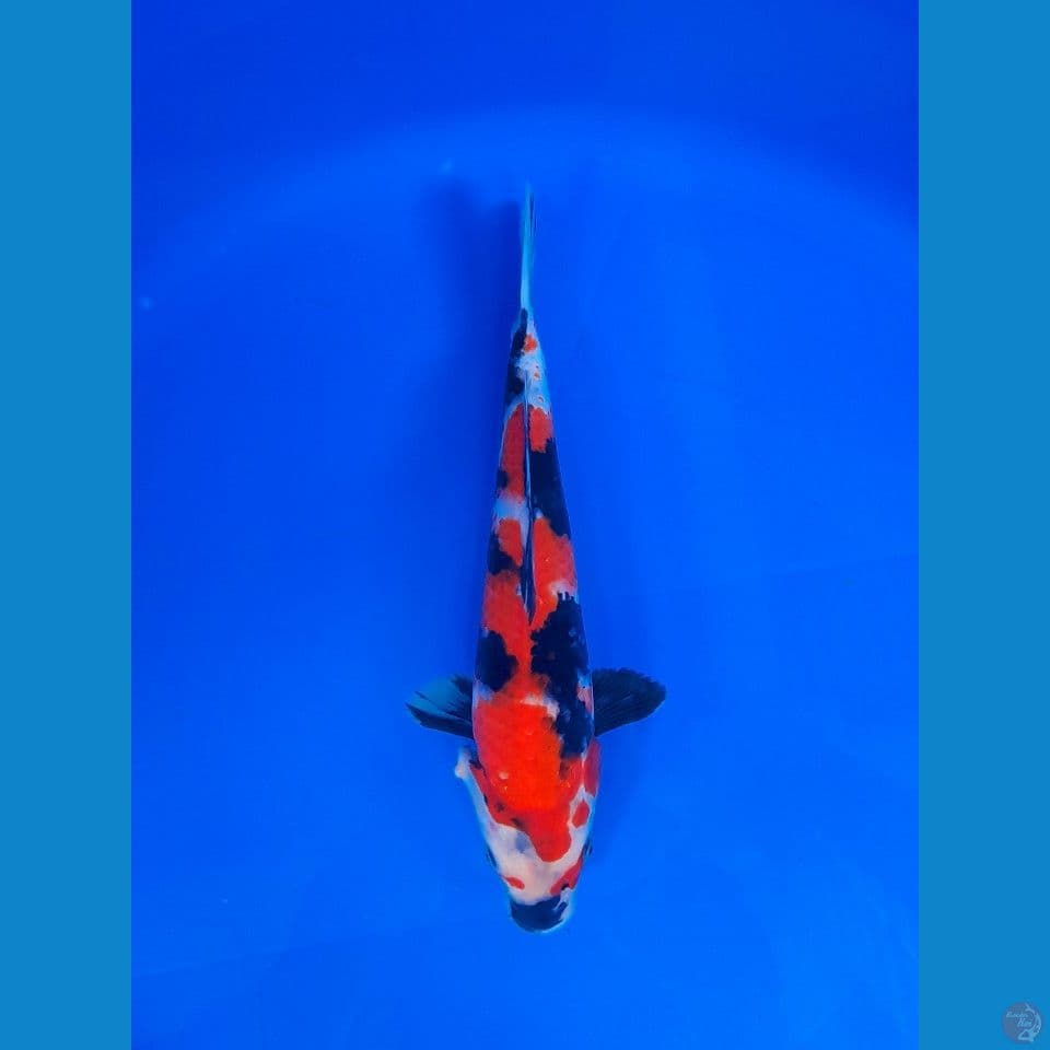 showa 27cm