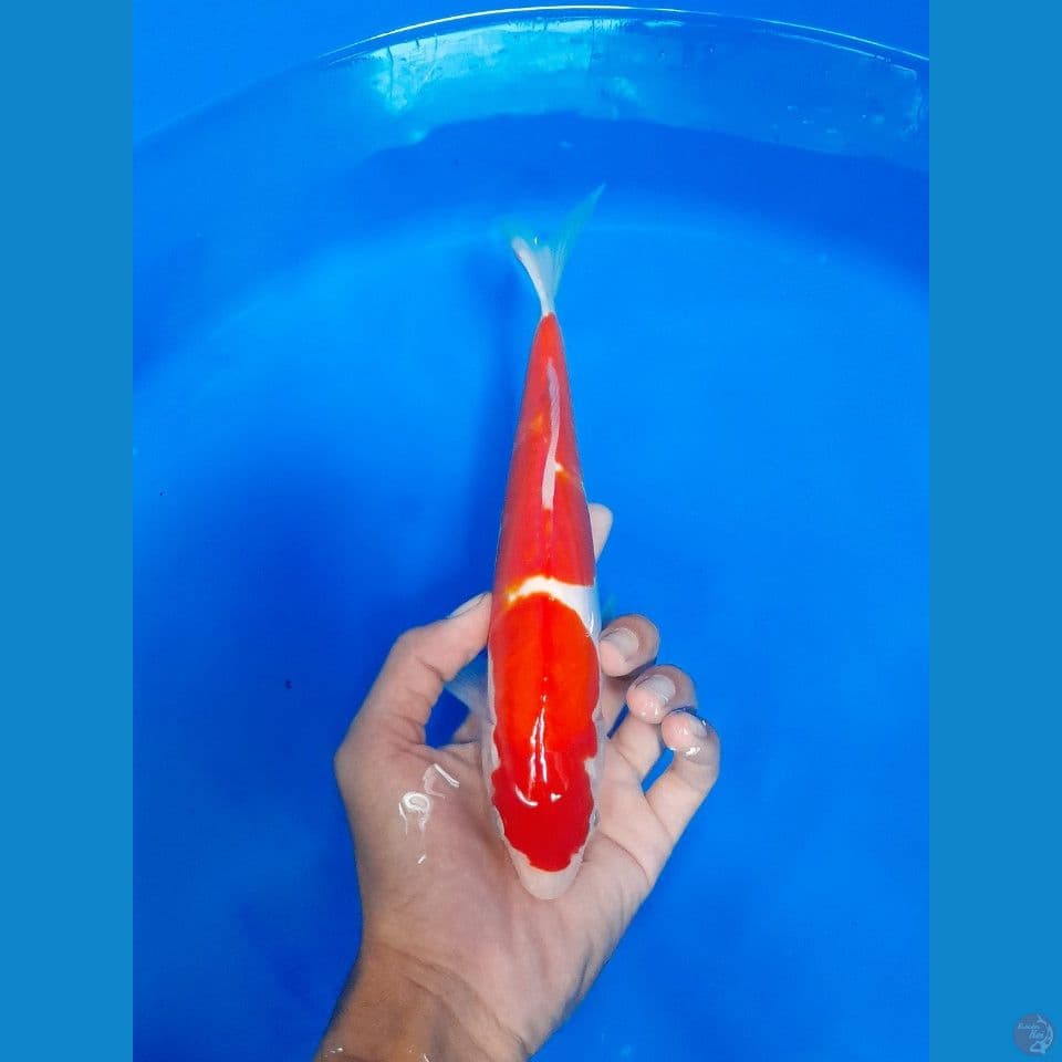 DOIT BAHAN 24CM