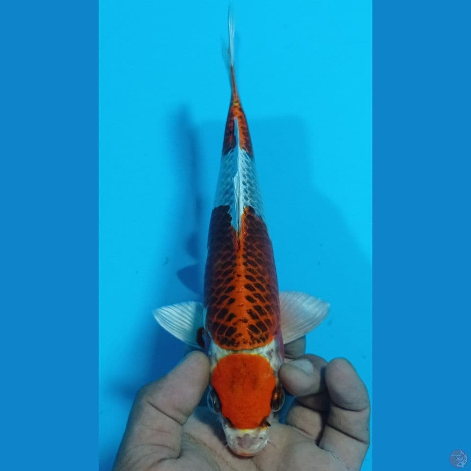 maruten 28
