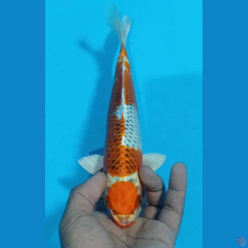 maruten 27