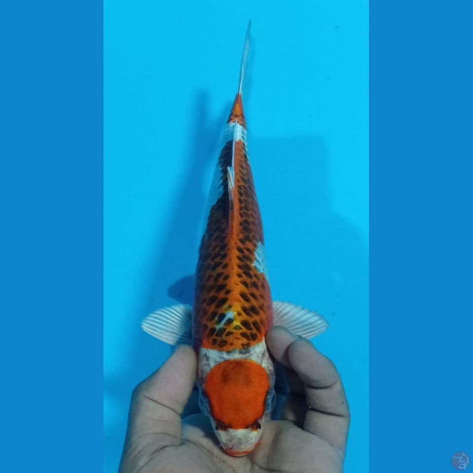 maruten 28