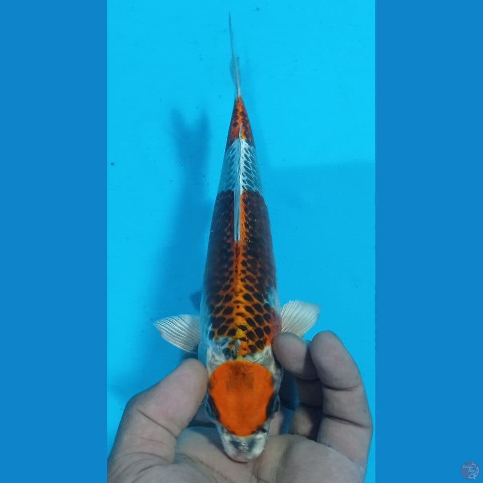 maruten 25