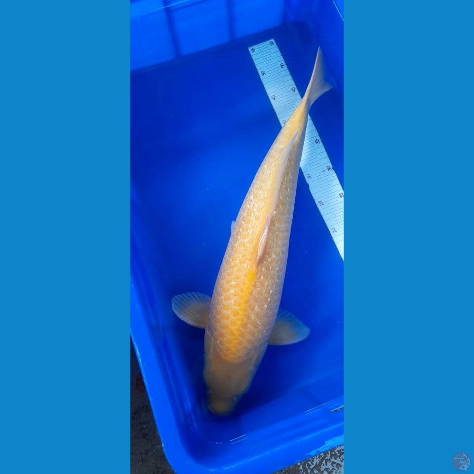 M 55CM KARASI CORN