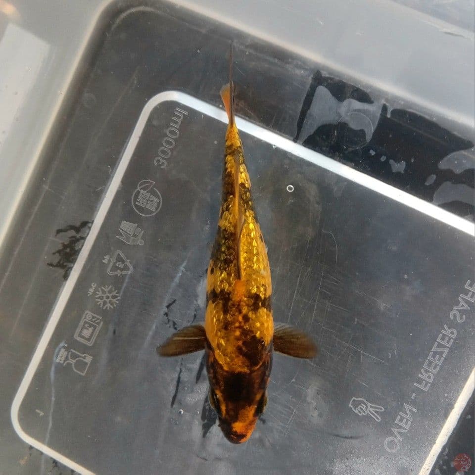 KIN UTSURI GINRIN 10CM