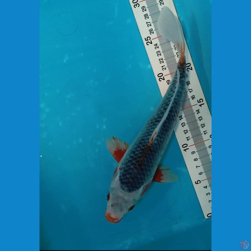 Asagi 27 cm M