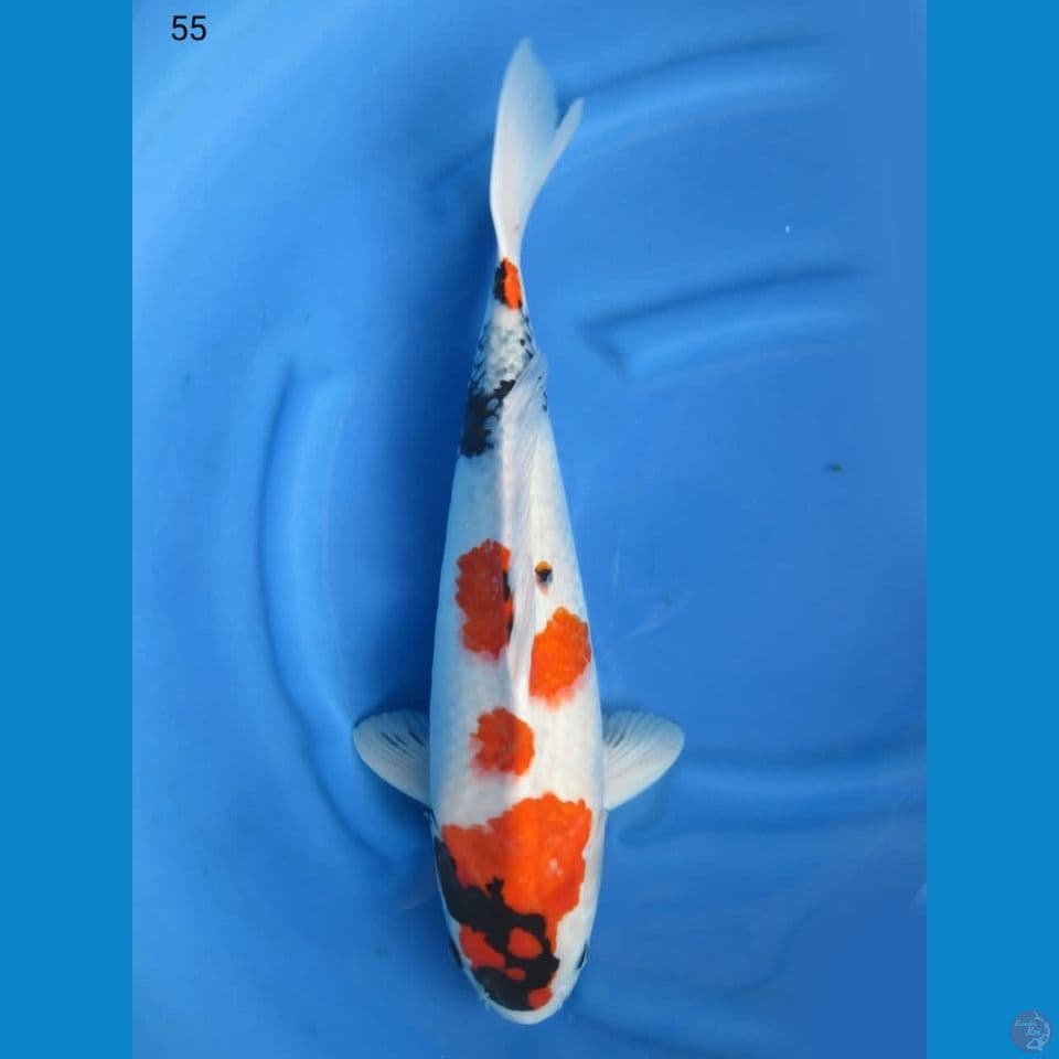 55cm - jumbo showa