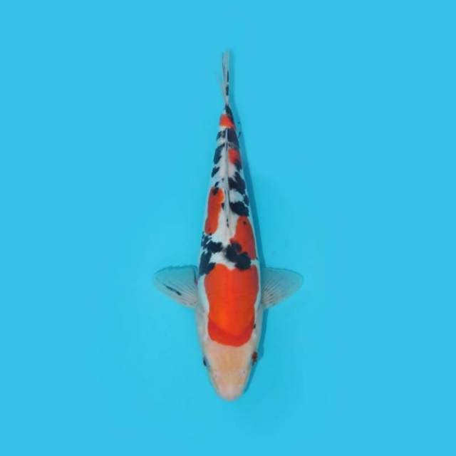 SANKE DOITSU 27 CM