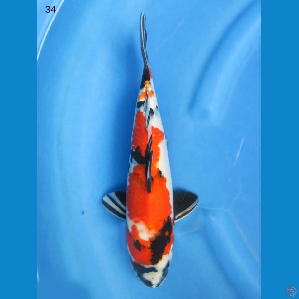 34cm - Showa