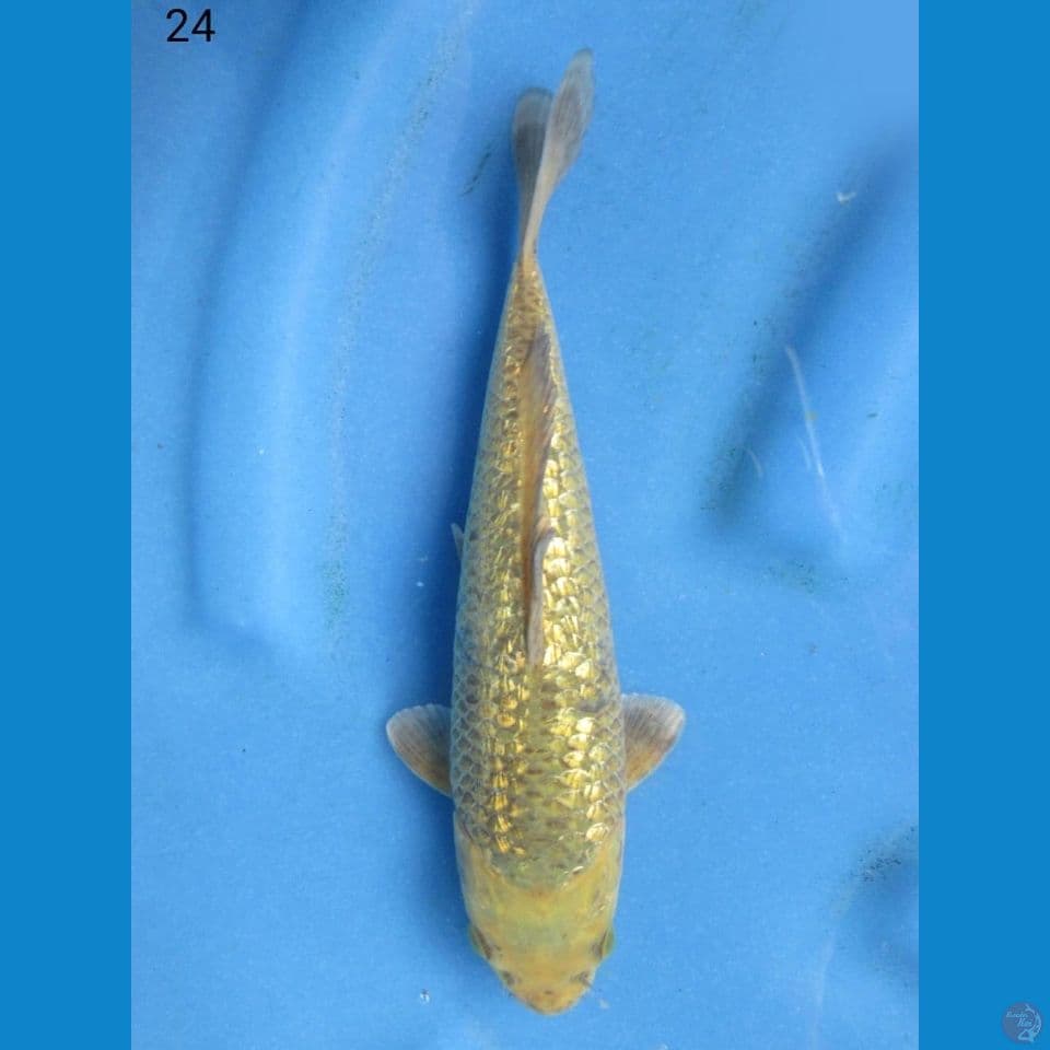 24cm - Midori