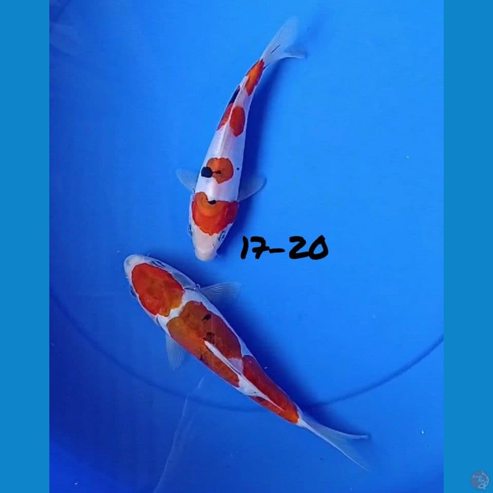 17-10 DOITSU TATEGOI