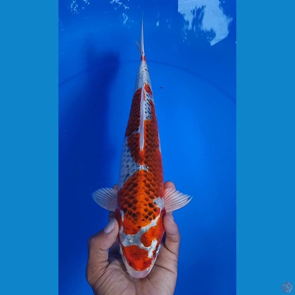 kujaku 31 cm : jantan