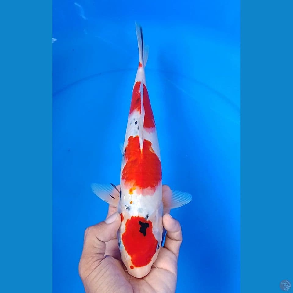 sanke size : 30 cm