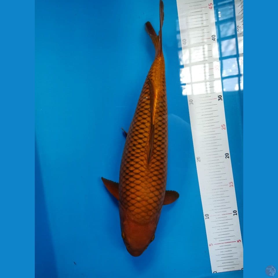 Cagoi tembaga bulky 38cm